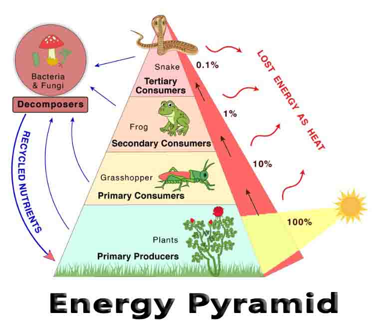 Energy Pyramid - Study Skill Zone